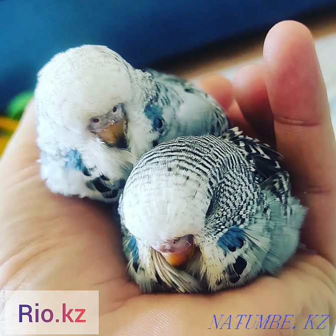 Parrots GDP kids reserve Astana - photo 2
