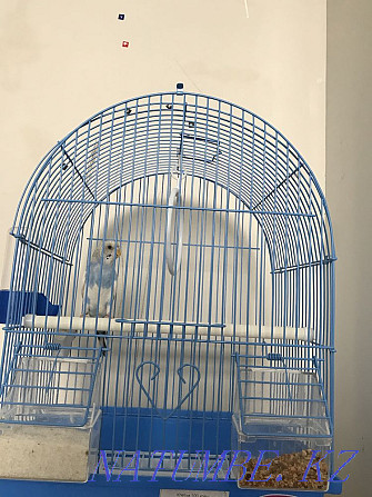 Попугай с клеткой Астана - изображение 1