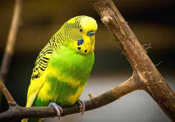 Красивый волнистый попугай с клеткой Караганда