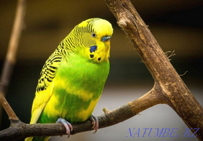 Beautiful wavy parrot with a cage Karagandy - photo 1