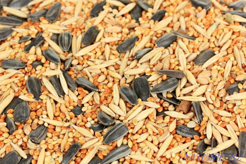 Budgerigar food Shymkent - photo 1