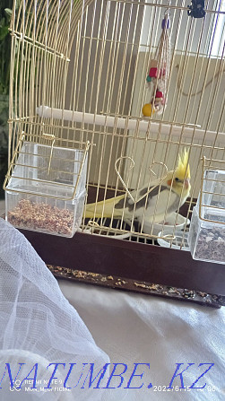 Parrot cockatiel young with a cage urgently Almaty - photo 4