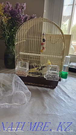 Parrot cockatiel young with a cage urgently Almaty - photo 3