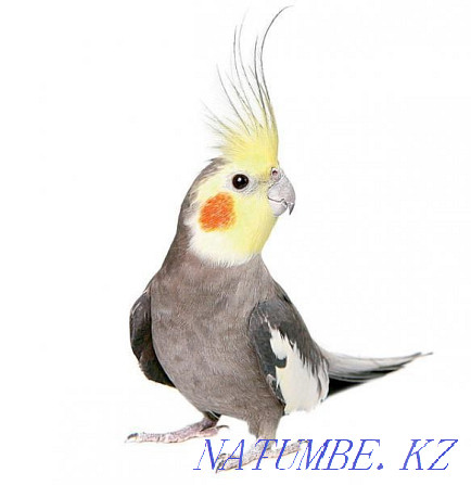 Попугай корелла молодой с клеткой срочно Алматы - изображение 2