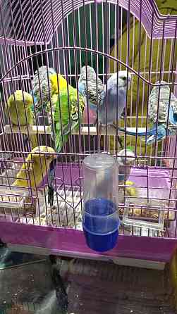 Волнистые попугаи, малыши  Өскемен