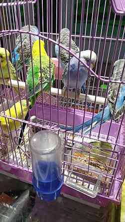 Волнистые попугаи, малыши Ust-Kamenogorsk