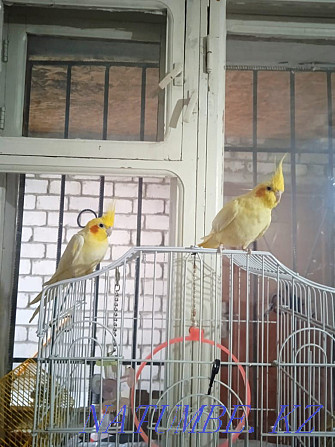 Продам двух попугаев карела мальчик идевачка Экибастуз - изображение 1