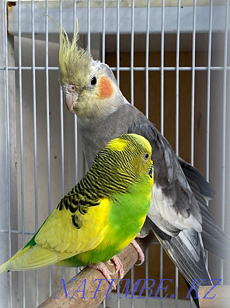 I will sell parrots Karella and Budgerigar Astana - photo 1
