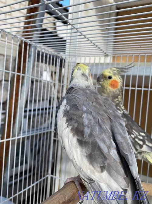 I will sell parrots Karella and Budgerigar Astana - photo 3