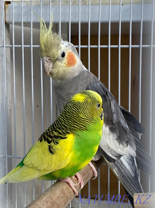 I will sell parrots Karella and Budgerigar Astana - photo 1