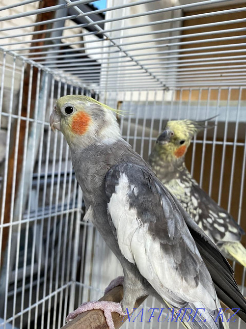I will sell parrots Karella and Budgerigar Astana - photo 2