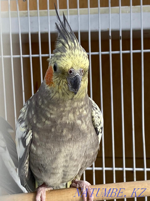 I will sell parrots Karella and Budgerigar Astana - photo 4