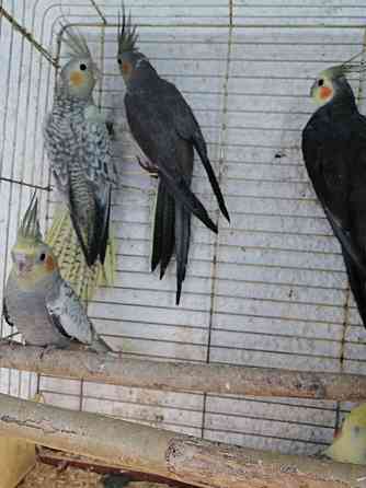 Продам птенцов попугаев нимфа-кореллы выкормыши 1 месяц Лисаковск