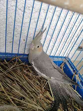 Продам птенцов попугаев нимфа-кореллы выкормыши 1 месяц Лисаковск