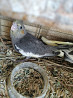 Продам птенцов попугаев нимфа-кореллы выкормыши 1 месяц  Лисаковск