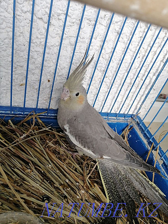 I will sell chicks of parrots a nymph-corella fosterling 1 month Lisakovsk - photo 3