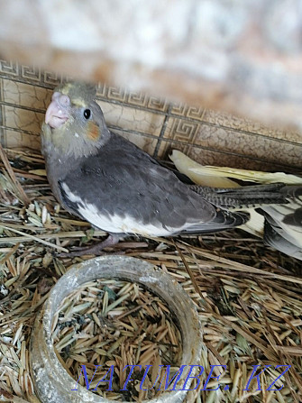 I will sell chicks of parrots a nymph-corella fosterling 1 month Lisakovsk - photo 1