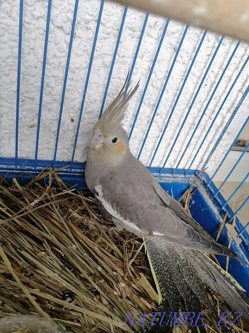 I will sell chicks of parrots a nymph-corella fosterling 1 month Lisakovsk - photo 3