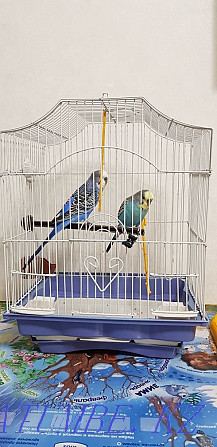 Продам попугаев с клеткой Астана - изображение 1