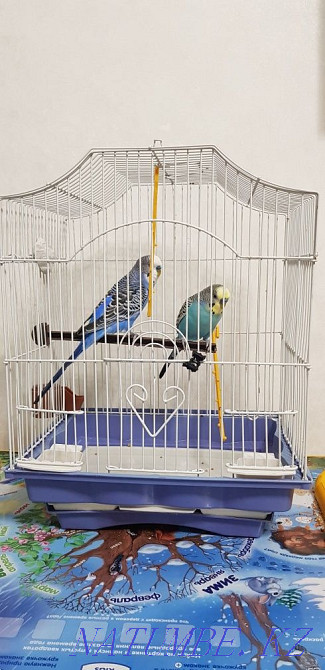 Cage parrots for sale Astana - photo 1