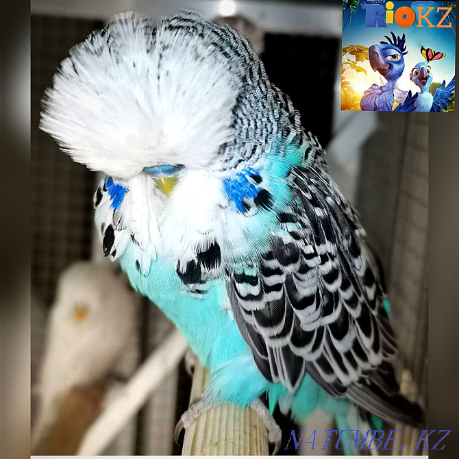 Попугая чехтер көрмесі попугая ЖІӨ Рио питомнигі  Қарағанды - изображение 1