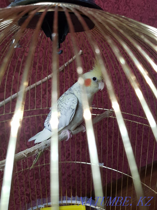 Попугай Коралла 9 месяцев Алматы - изображение 2