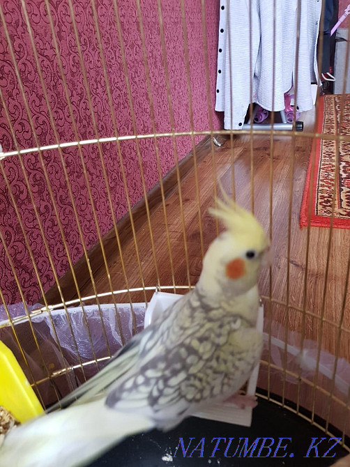 Попугай Коралла 9 месяцев Алматы - изображение 1