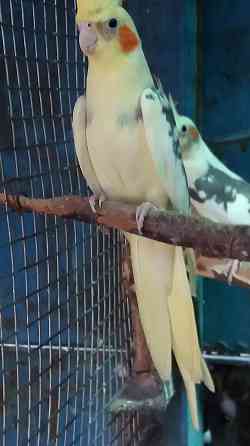 Попугай пара кареллы Almaty