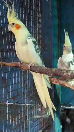 Попугай пара кареллы Алматы