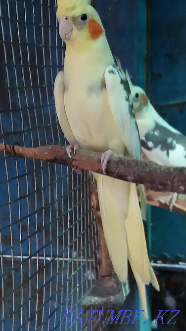 parrot couple carella Almaty - photo 4