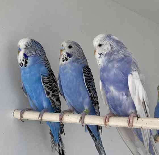 Выставочные волнистые попугаи Алматы