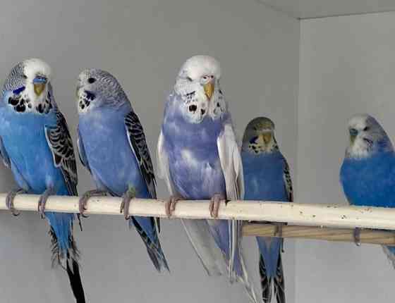 Выставочные волнистые попугаи Almaty