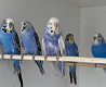 Выставочные волнистые попугаи Almaty