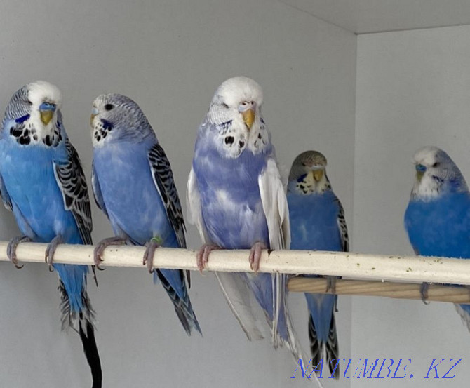 Выставочные волнистые попугаи Алматы - изображение 1