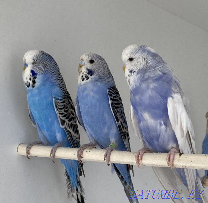 Выставочные волнистые попугаи Алматы - изображение 3