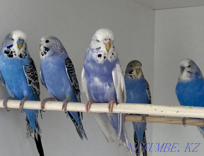 Выставочные волнистые попугаи Алматы - изображение 2