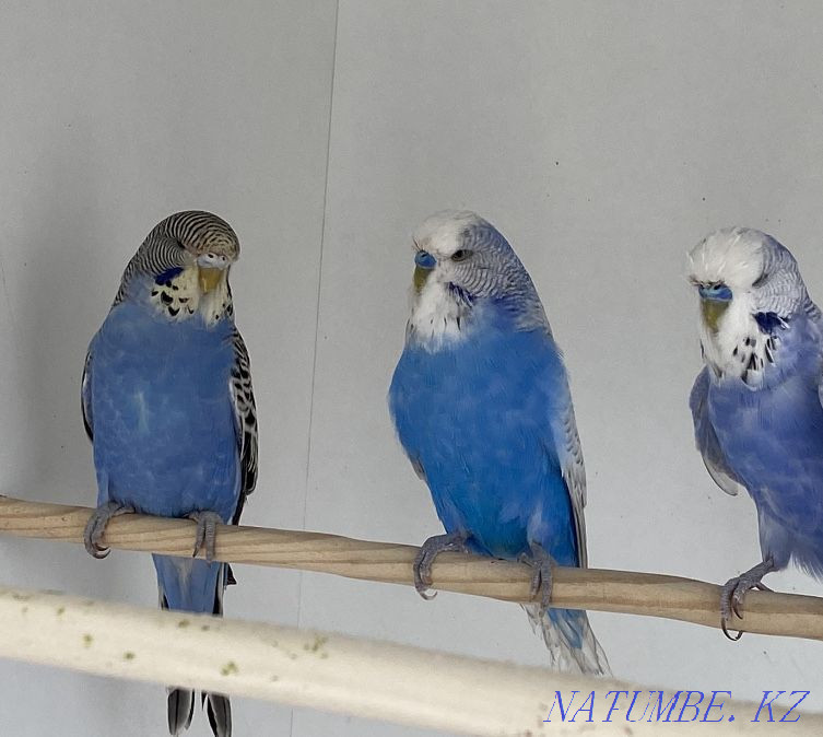 Выставочные волнистые попугаи Алматы - изображение 4