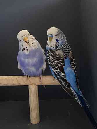 Выставочные волнистые попугаи ( чехи) Almaty