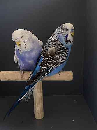 Выставочные волнистые попугаи ( чехи) Алматы