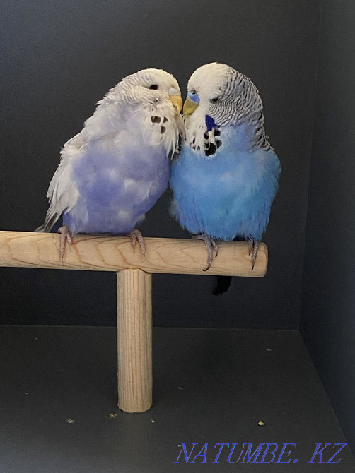 Попугаяларды көрсету (Чех)  Алматы - изображение 1