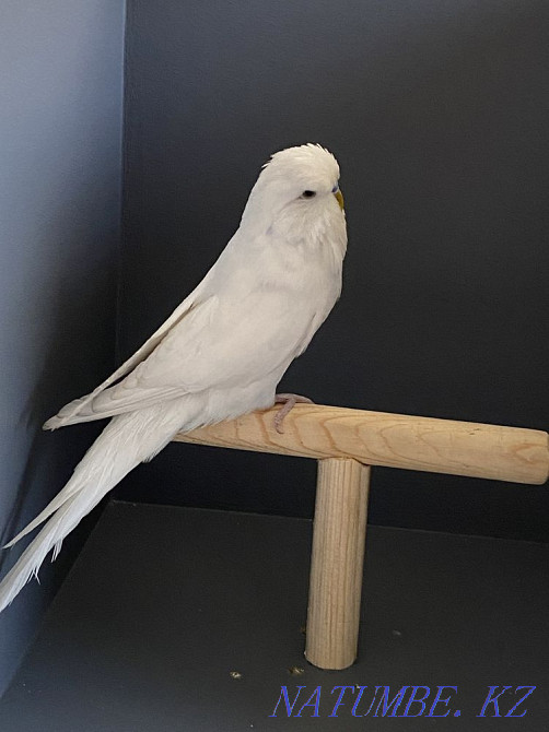 Exhibition budgerigar (Czech) Almaty - photo 1