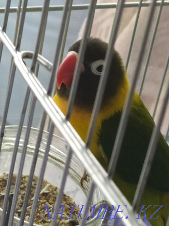 lovebird parrots Karagandy - photo 3