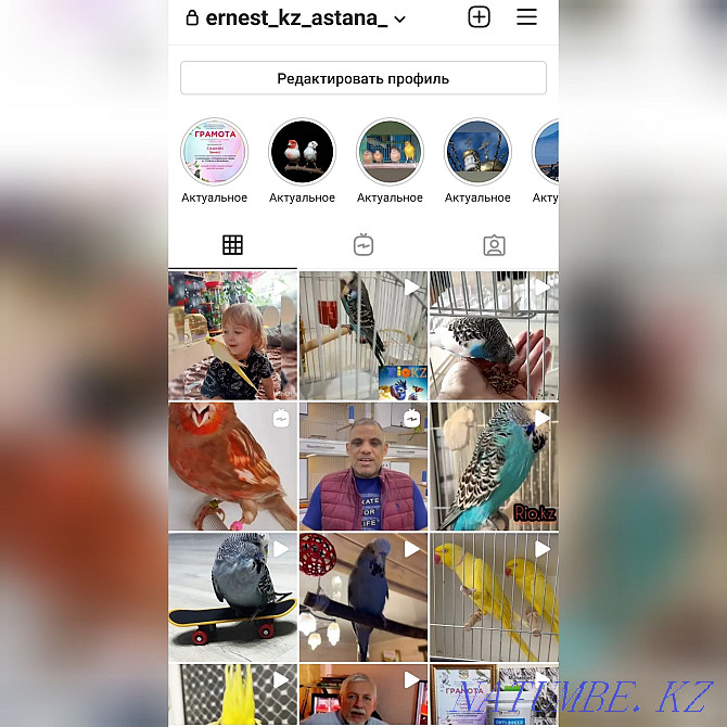 Модные попугаи чехи Павлодар - изображение 2