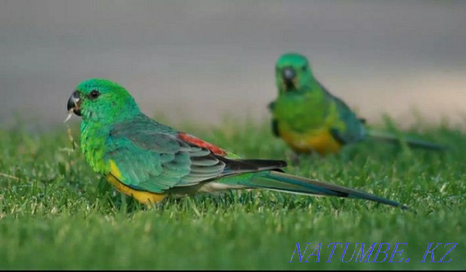 Певчий попугаи пара Шымкент - изображение 1