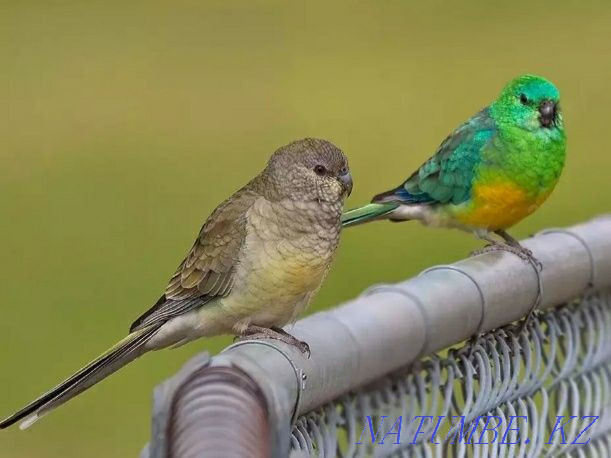 Певчий попугаи пара Шымкент - изображение 3