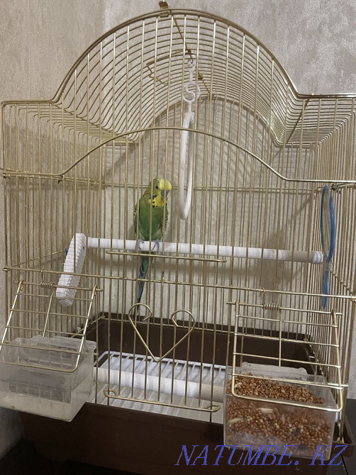 Budgerigar Ust-Kamenogorsk - photo 1