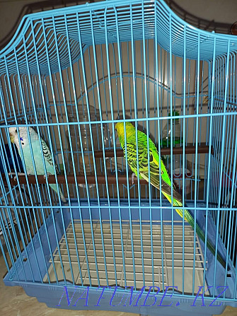 budgerigars Нура - photo 1