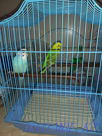 budgerigars Нура - photo 2