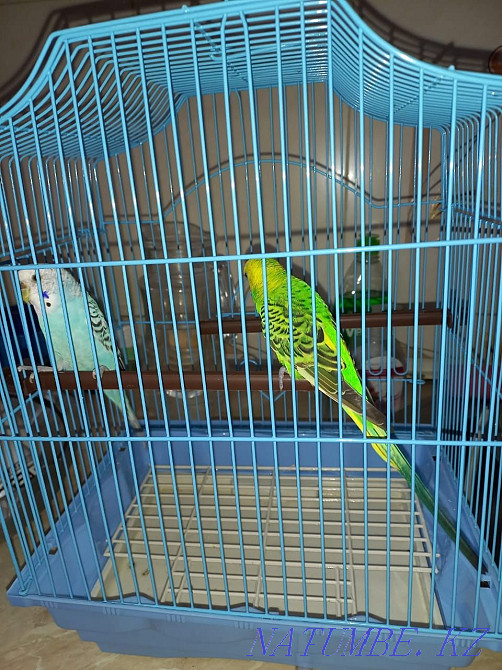 Волнистые попугаи Нура - изображение 1