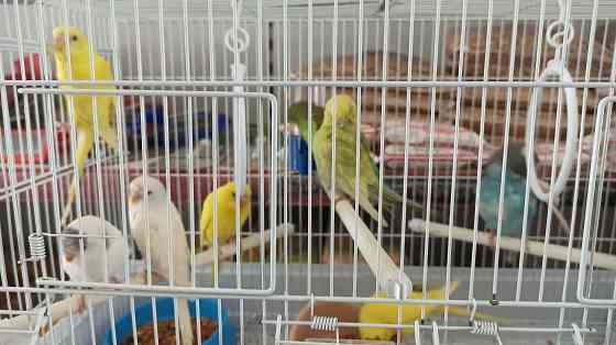 Продам волнистых попугаев Almaty